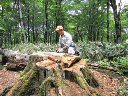 伐られたブナ枯死木の年輪計測(約280年).幕末の動乱や関東大震災を知っていた。　　群馬県・沼田ブナ林